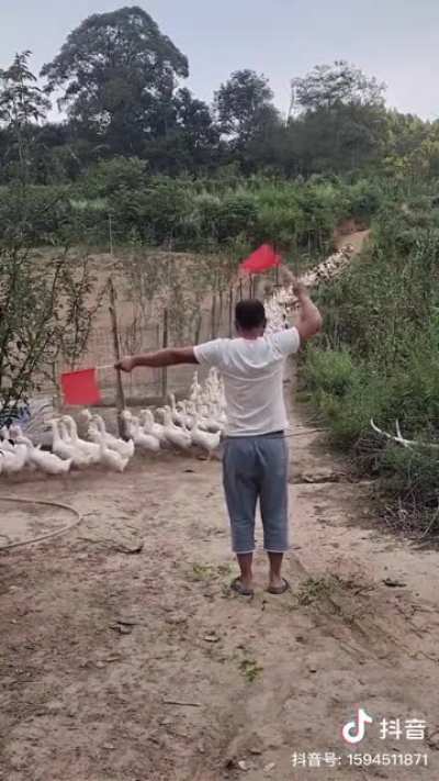 Army of geese