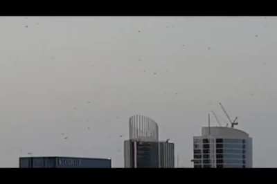 Swarms of Desert Locusts hit Dubai and neighbouring cities