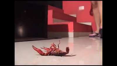 Flip Flops Walkover