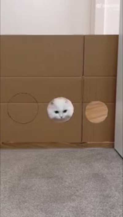 Crazy Cat Challenge
