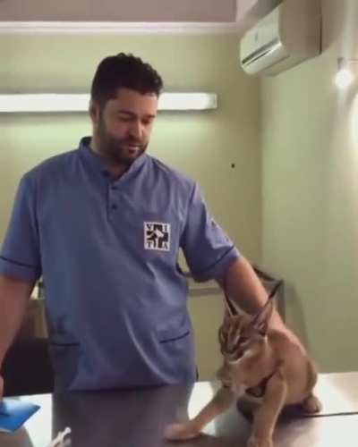 MAAU - Video #0790