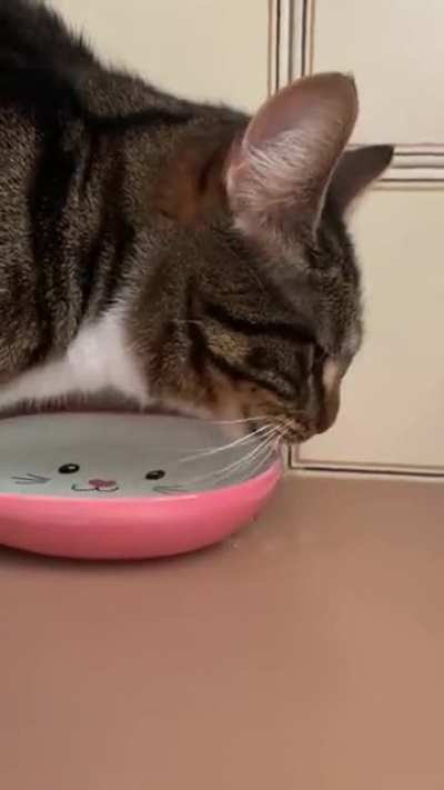 cat.exe stopped working