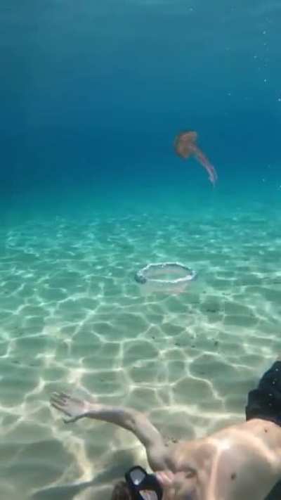 Fuck you Jellyfish!