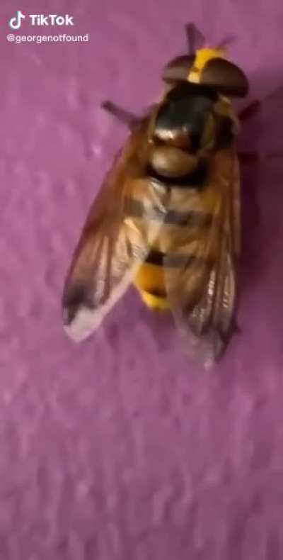 Thick wasp