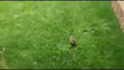🔥 Bunny vs Snake