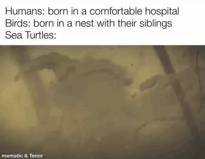 Survival of the fittest