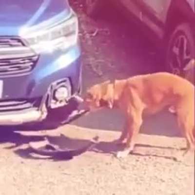 Bro what the dog doin?