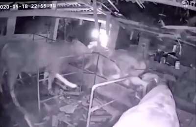 Cow falls from the roof