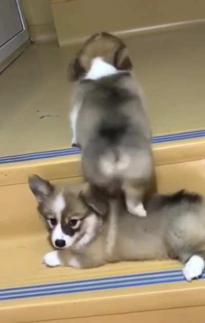 Pupper helps bro climb up the stairs