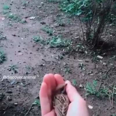 CRONCH