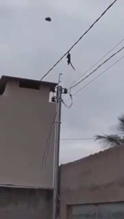 Macaco