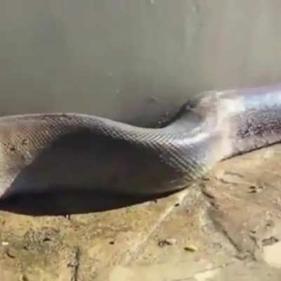 🐍 