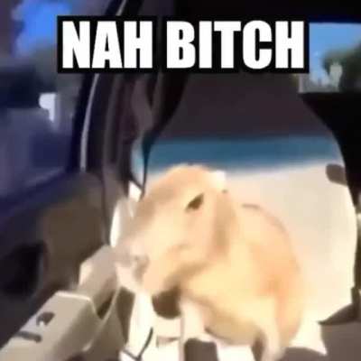 **funny meme++