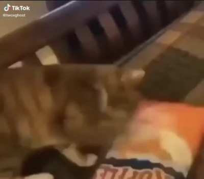 Medio gato *badum tzzz*