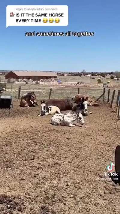 Carcasses