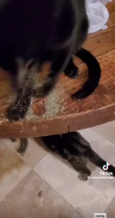 Catnip Addict 