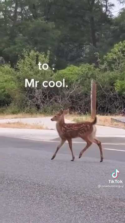 Mr. Cool