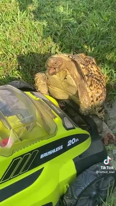 Turtle power