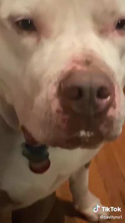 Who would win, dog or jellybeans
