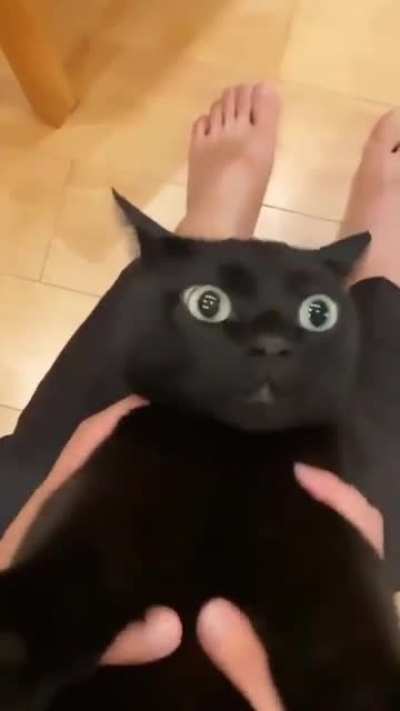 Black cats are not bad luck