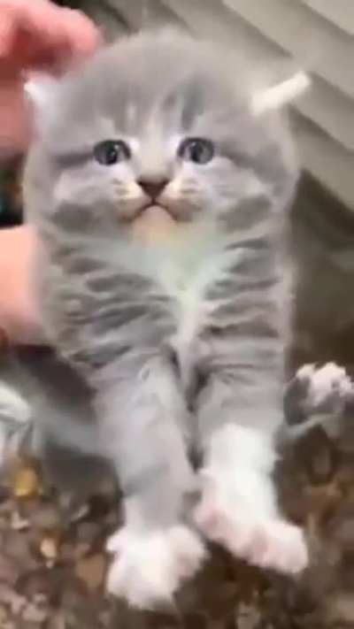 cat on 1000 ping