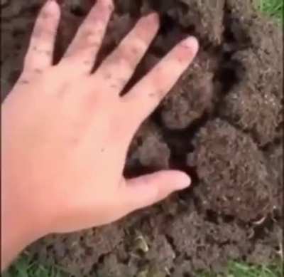 Ants