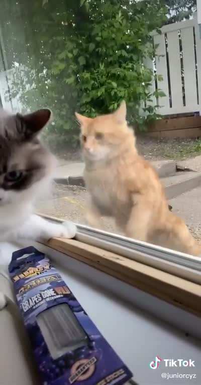 He just about gave himself a concussion trying to get to the other cat