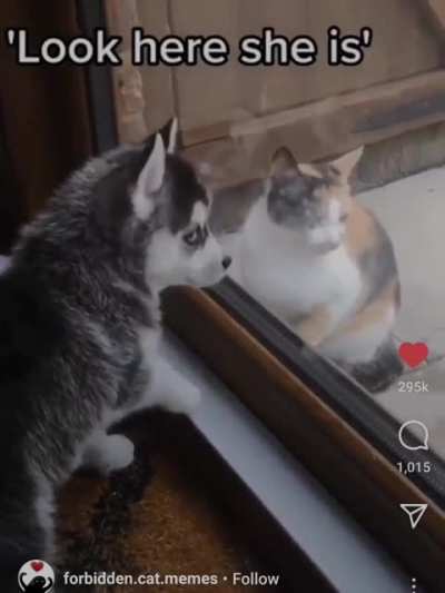 Bad cat