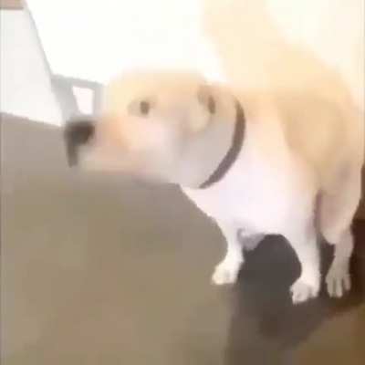 🐶