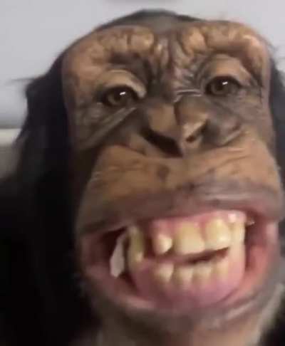 Chimpanzee chewing gum.