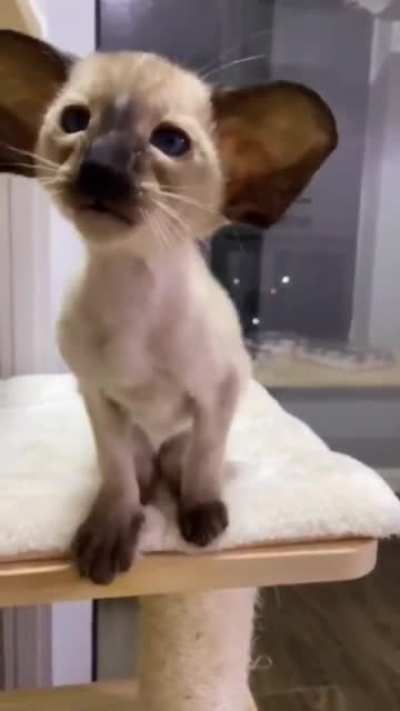Котик