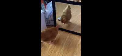 Gallina weona
