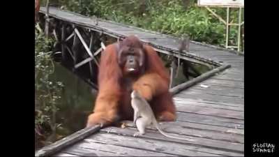 Stealing banana 🍌