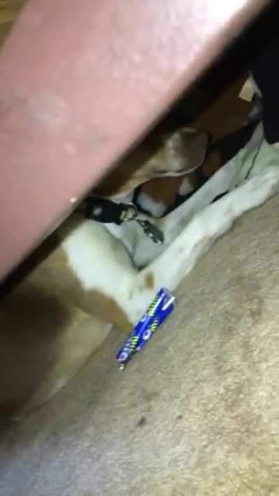 Doggo mad