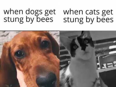 Gigacat