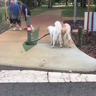 ajudando a amiguinho