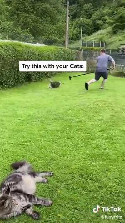 Fun with the cats