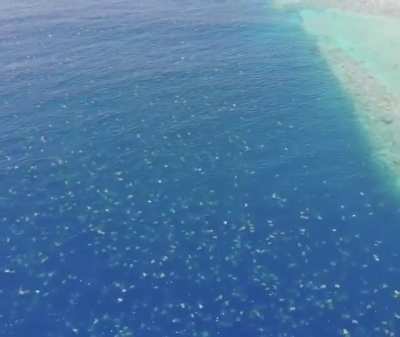 Drone footage of a recent migration & egg-laying of Sea Turtles near the Great Barrier Reef in Australia managed to capture footage of 64,000 of them swimming around.