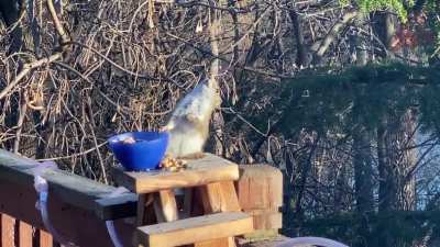 Squirrel gets drunk on fermented fruit