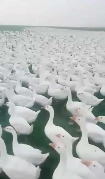 Invasão pato