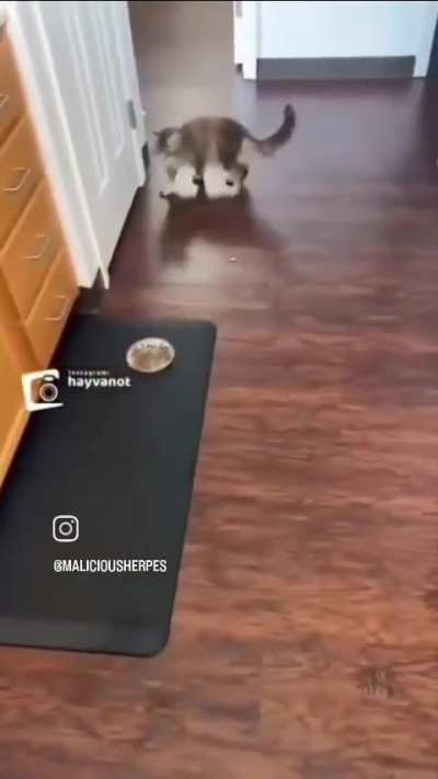 .Cat.