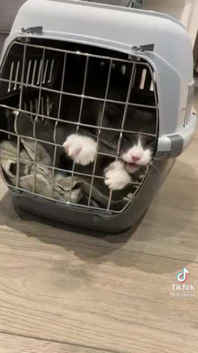 Throwing paws
