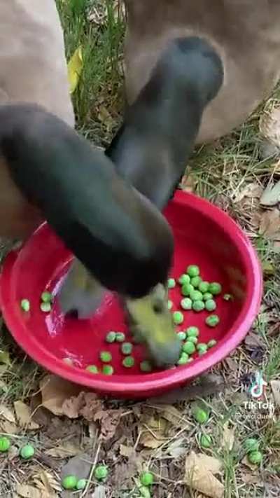 Hungry