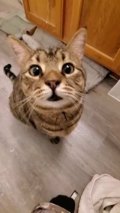Curious teefies!
