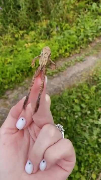Frog