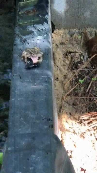 🔥 Frog tasted the beetle but did not eat it, rather leaves it and slaps it 🔥