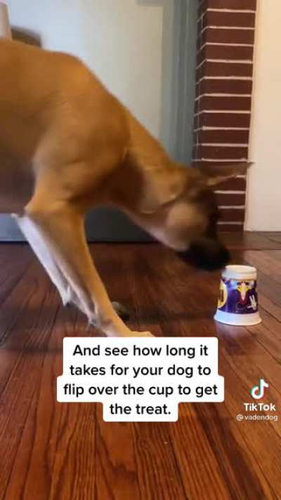 Doggie IQ Test