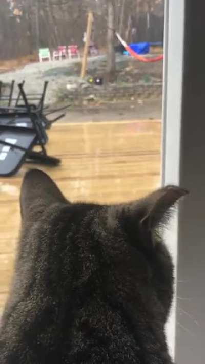 Cat’s eye view in NH