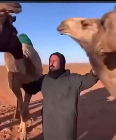 desert donkey