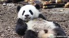 A panda a day keeps the sorrow away
